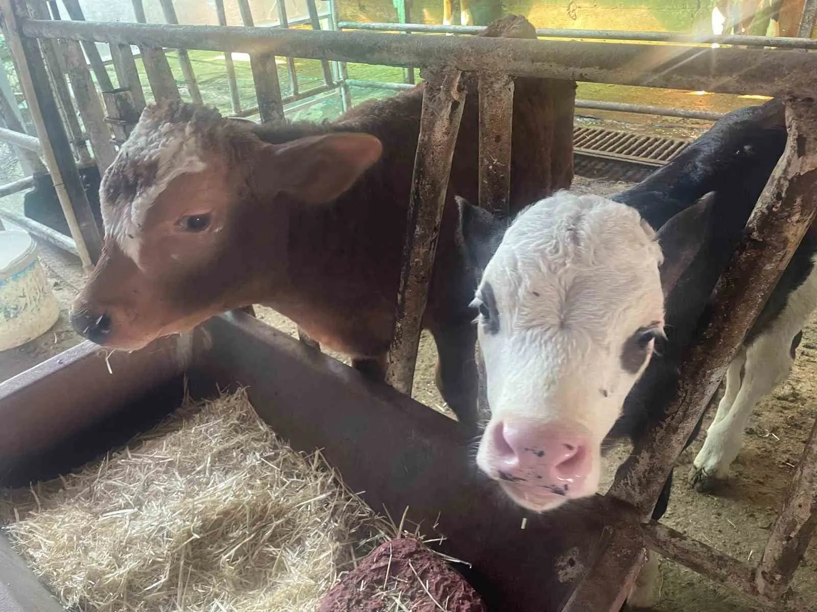 ABD Tarım Bakanlığı (USDA), dünyanın en büyük ikinci canlı hayvan ithalatçısı