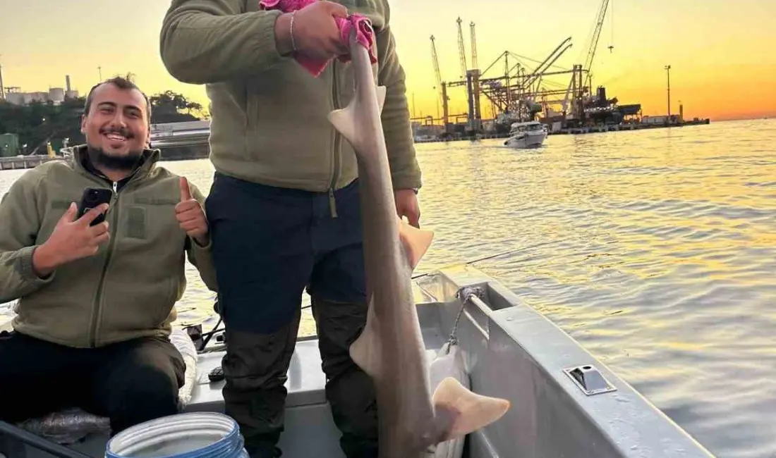 Bursa’nın Gemlik ilçesi açıklarında balık tutan balıkçıların oltasına yaklaşık 140