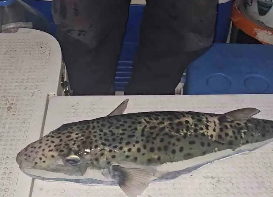 Gemlik Körfezi’nde oltasını denize atan amatör tekne oltacısı Ömer Pişman,