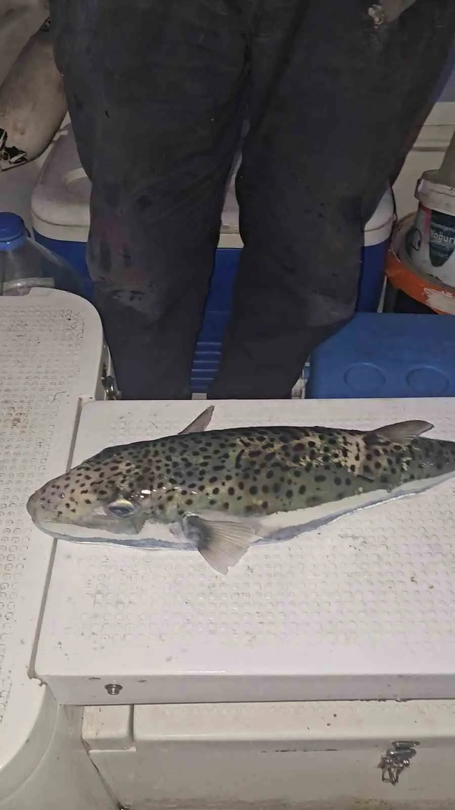Gemlik Körfezi’nde oltasını denize atan amatör tekne oltacısı Ömer Pişman,