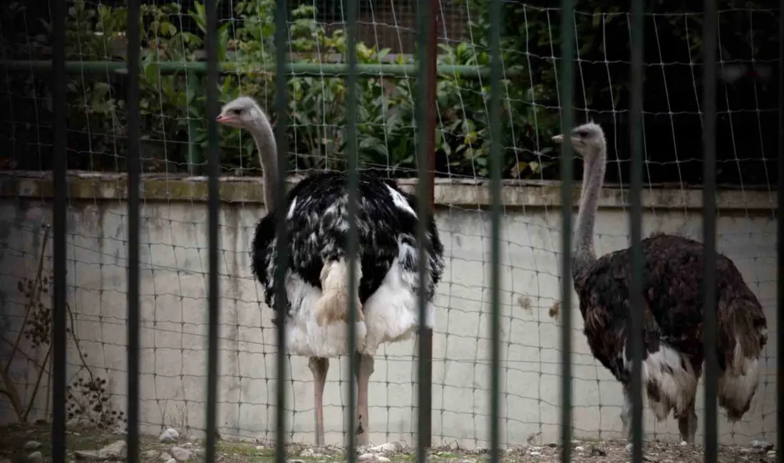 Avrupa genelinde artan kuş gribi vakalarının İspanya’da da görülmesinin ardından