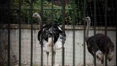 Avrupa genelinde artan kuş gribi vakalarının İspanya’da da görülmesinin ardından