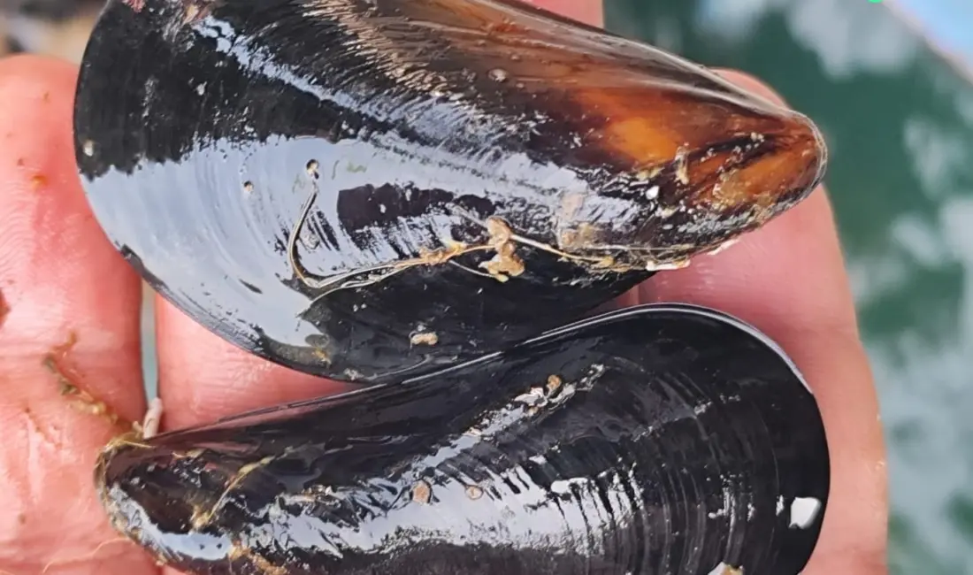 Yalova, Balıkesir ve Çanakkale İlleri Midye Yetiştiricileri Üretici Birliği Başkanı