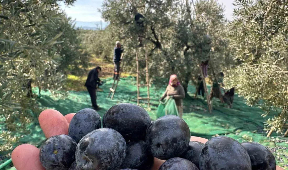 Bursa’nın Gemlik ilçesinin Katırlı Dağları’ndaki mahallesi Katırlı’da sofralık zeytin hasadı