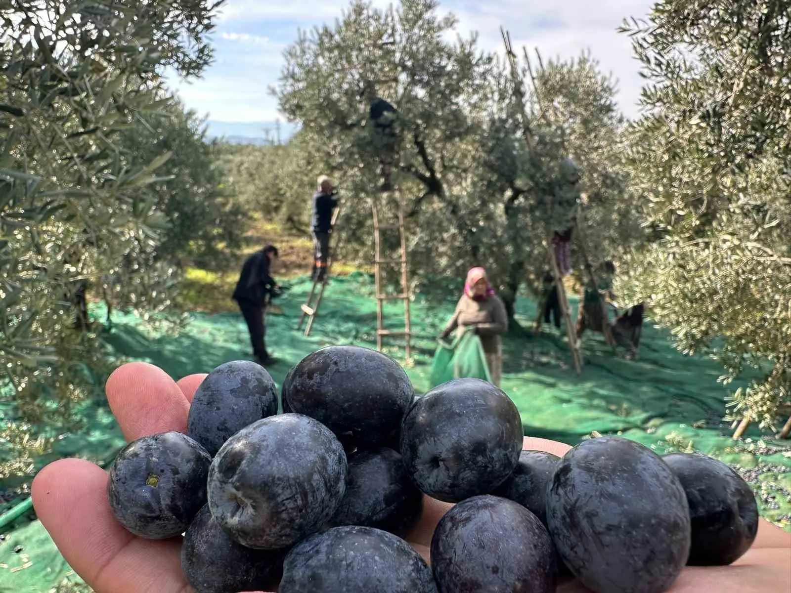 Bursa’nın Gemlik ilçesinin Katırlı Dağları’ndaki mahallesi Katırlı’da sofralık zeytin hasadı