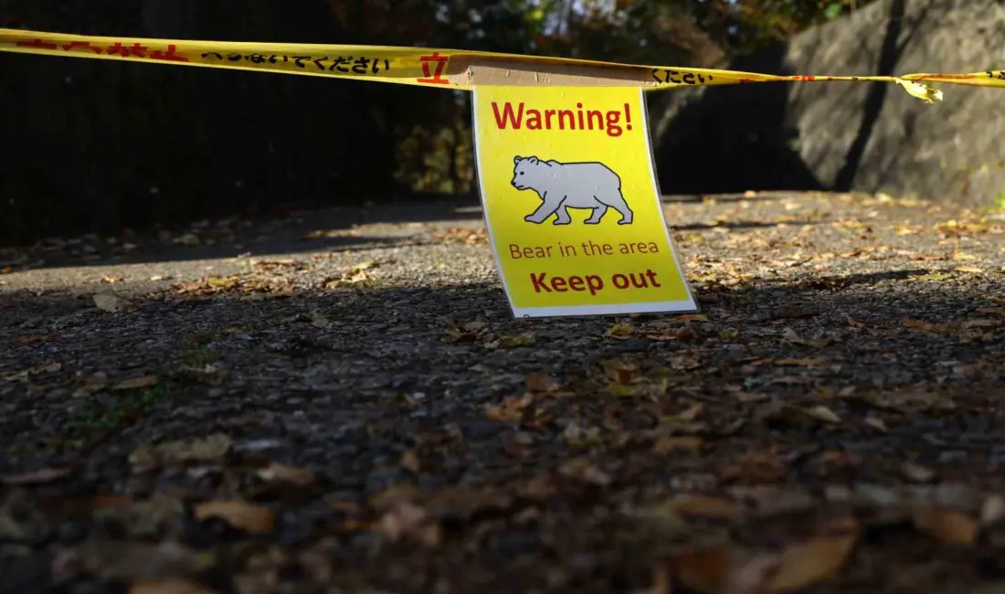 Japonya’da rekor seviyeye ulaşan ayı saldırılarına karşı harekete geçen bir