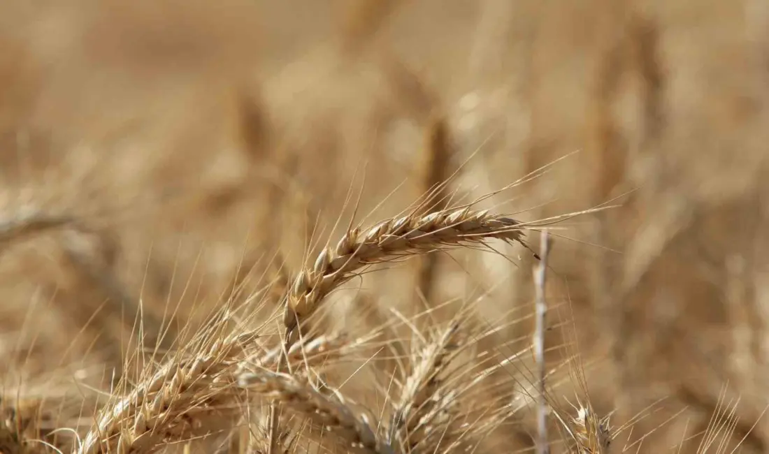 Uluslararası Hububat Konseyi (IGC), küresel tahıl üretiminin geçen sezona göre 105 milyon tonluk