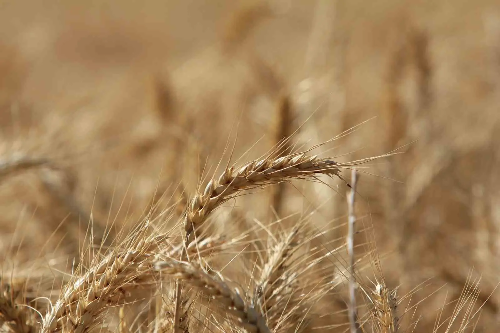 Uluslararası Hububat Konseyi (IGC), küresel tahıl üretiminin geçen sezona göre 105 milyon tonluk