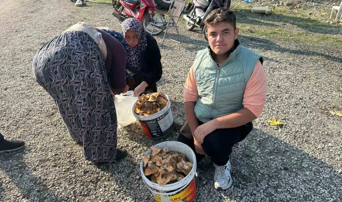 Bursa’nın Büyükorhan ilçesinde son yağışlarla kendini gösteren melki ya da