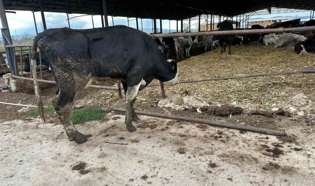 Bursa Uludağ Üniversitesi Veteriner Fakültesi İç Hastalıkları Ana Bilim Dalı