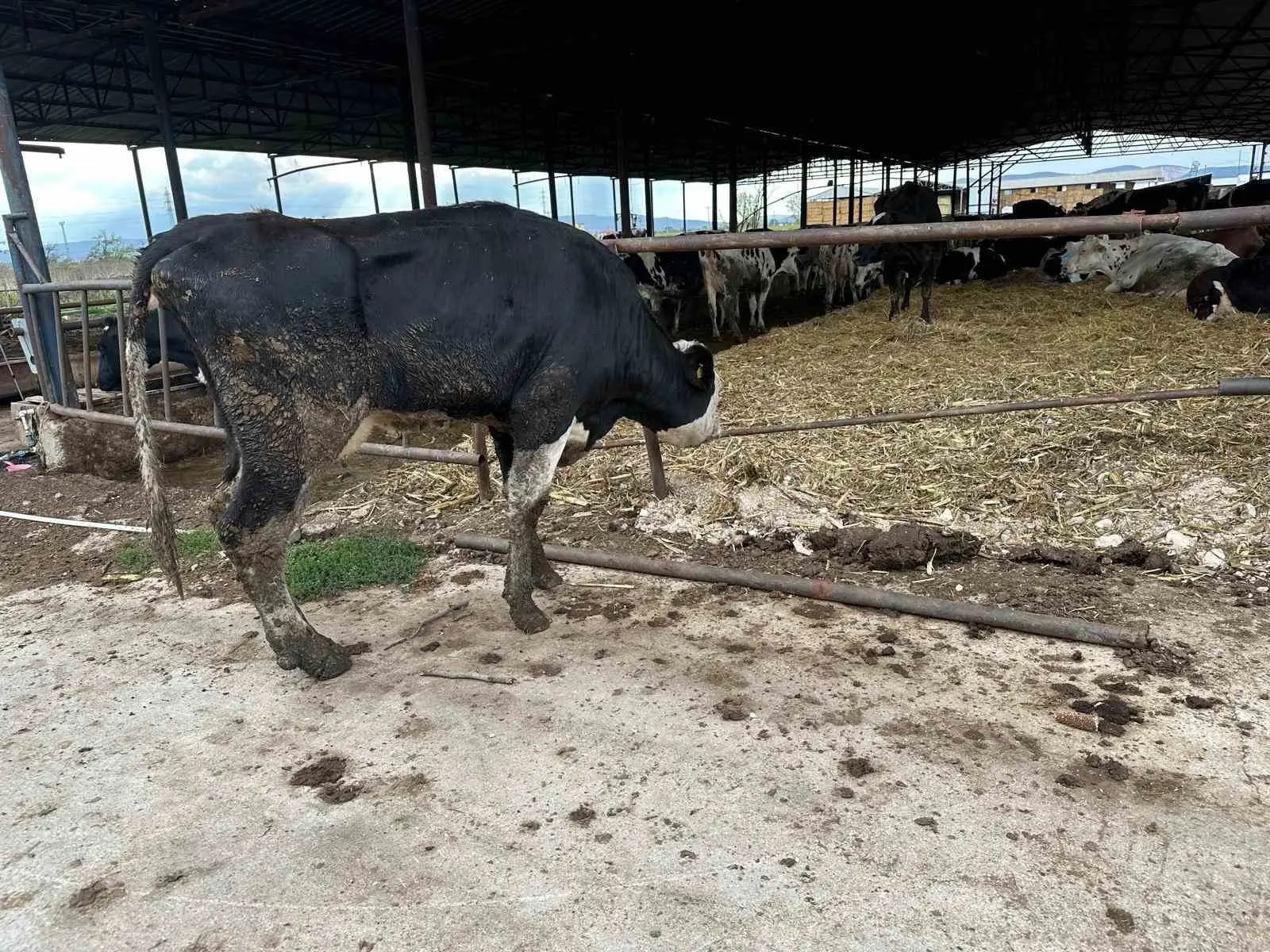 Bursa Uludağ Üniversitesi Veteriner Fakültesi İç Hastalıkları Ana Bilim Dalı