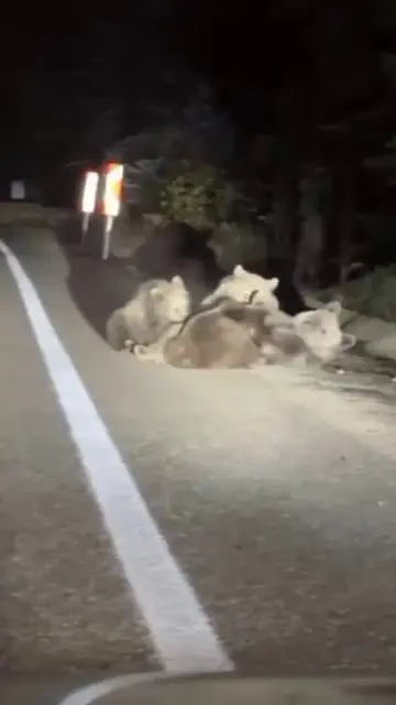 Bursa’da Uludağ yolunda kaydedilen görüntüler, doğanın en sıcak anlarından birine