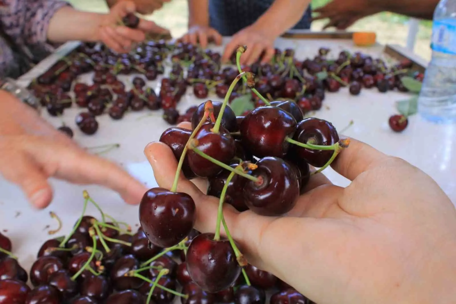 Türk Patent ve Marka Kurumu (TPE) Coğrafi İşaretler Dairesi Başkanı Hakan Kızıltepe, ilk