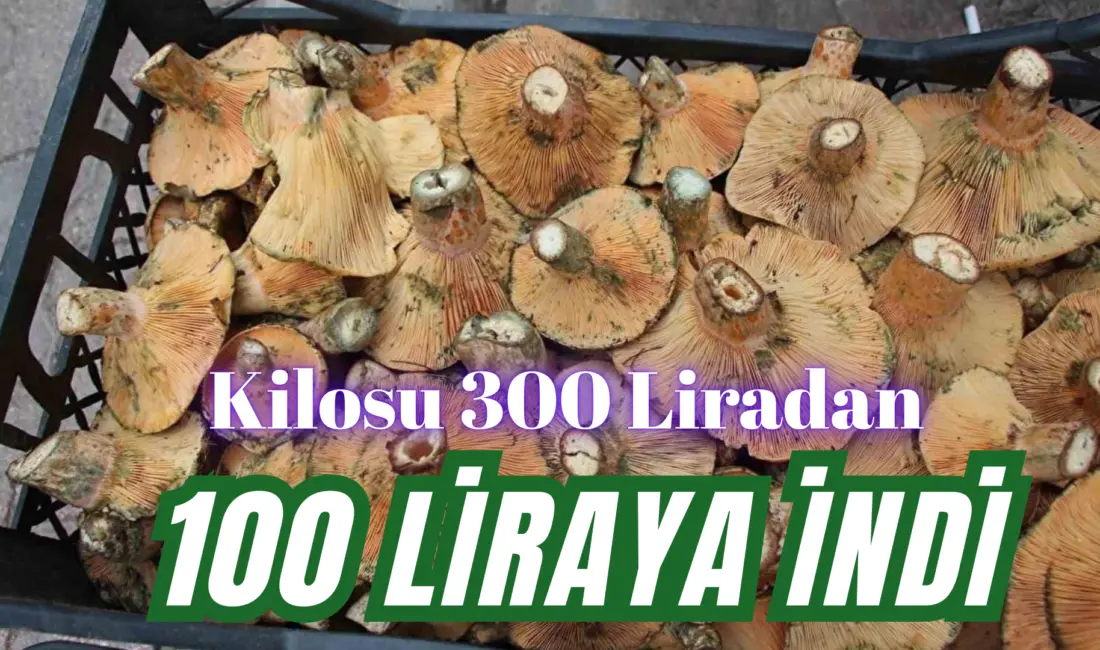Bursa’nın dağ ilçelerinde yağmurdan sonra bollaşan kanlıca (melki) mantarının kilosu 100
