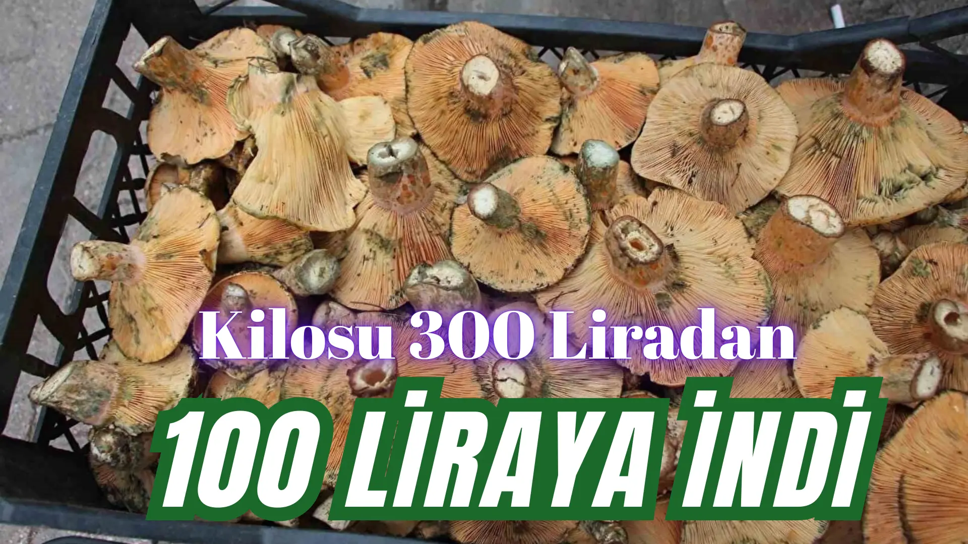 Bursa’nın dağ ilçelerinde yağmurdan sonra bollaşan kanlıca (melki) mantarının kilosu 100