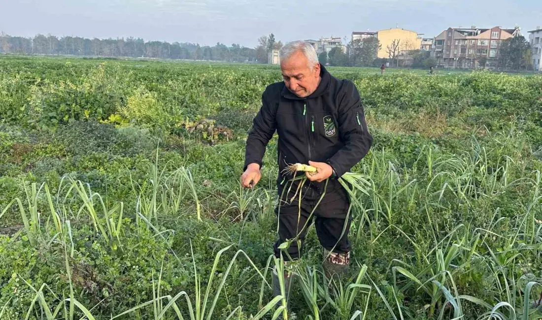 Osmangazi Belediyesi iştiraki Gazi Tarım A.Ş. tarafından ata tohumundan kimyevi
