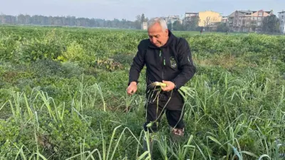 Osmangazi Belediyesi iştiraki Gazi Tarım A.Ş. tarafından ata tohumundan kimyevi