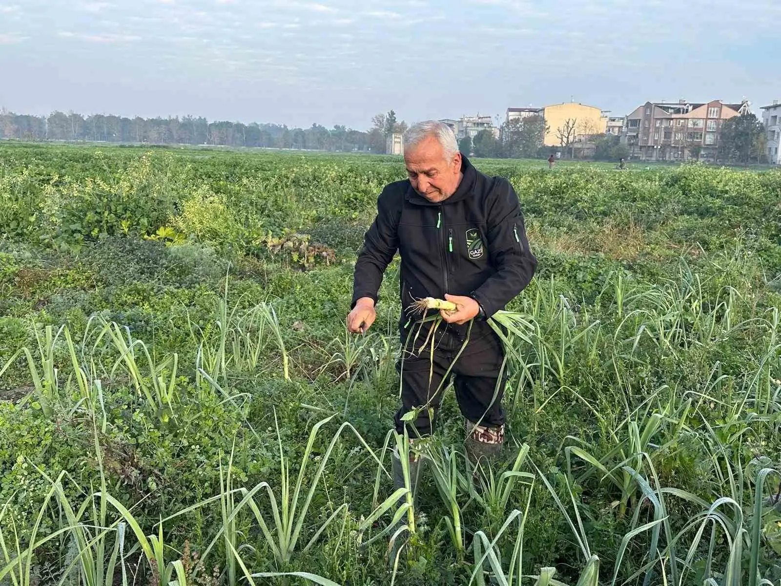 Osmangazi Belediyesi iştiraki Gazi Tarım A.Ş. tarafından ata tohumundan kimyevi