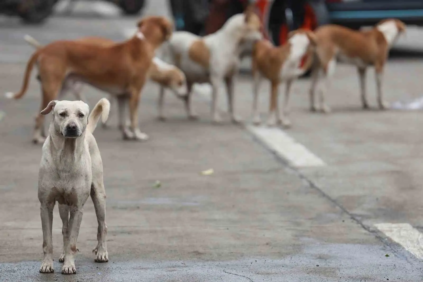 Irak’ın başkenti Bağdat’ta 1 Ocak ile 30 Kasım 2025 tarihleri