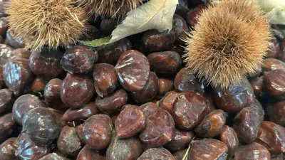 Bursa Büyükşehir Belediyesince düzenlenen Bursa Kestanesinin Geleceği Paneli’nde kestane üretimi, sorunları,