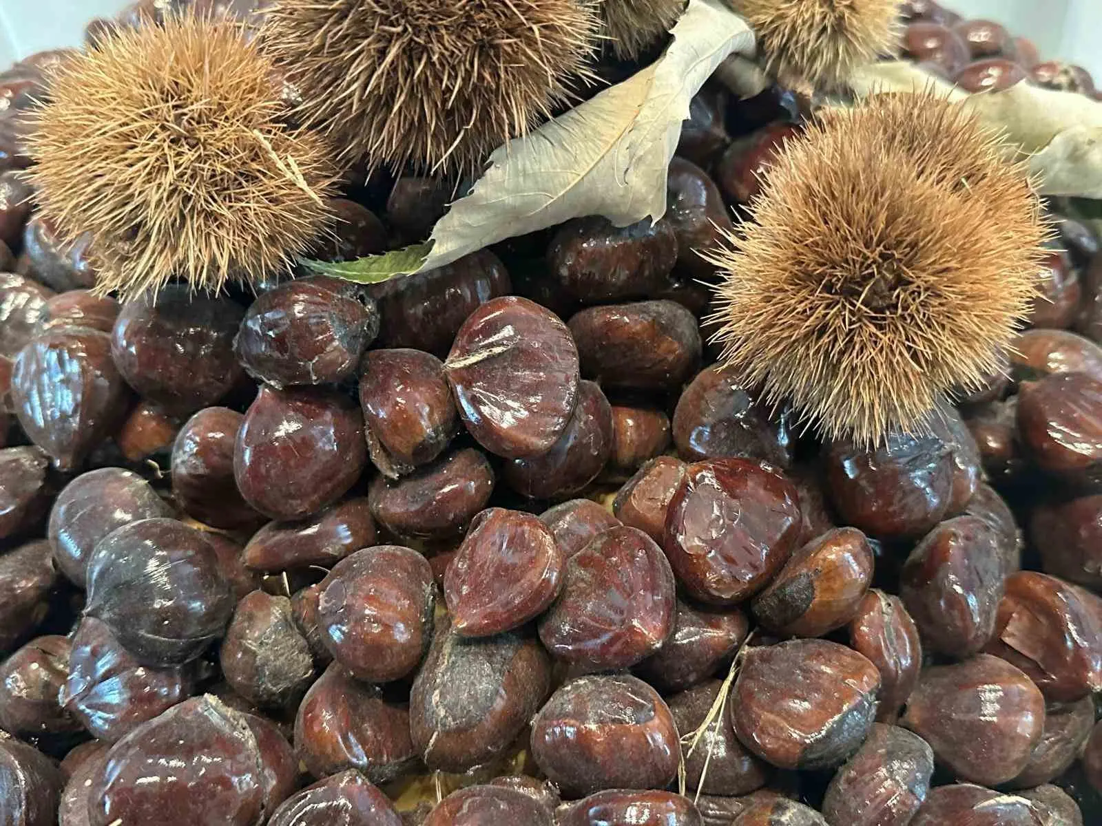 Bursa Büyükşehir Belediyesince düzenlenen Bursa Kestanesinin Geleceği Paneli’nde kestane üretimi, sorunları,