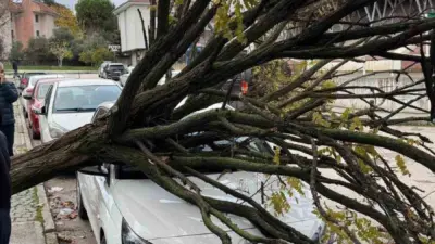 Bursa’da araçların üzerine devrilen ağaç korku dolu anlar yaşatırken, sadece
