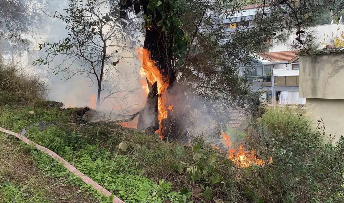 Bursa’nın Mudanya ilçesindeki çamlık alanda çıkan yangın, büyümeden söndürüldü. Yangın,