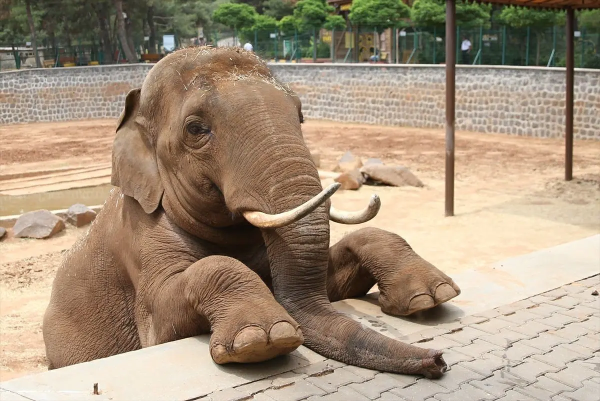 Gaziantep Büyükşehir Belediye Başkanı Fatma Şahin, CHP Grup Başkanvekili Ali