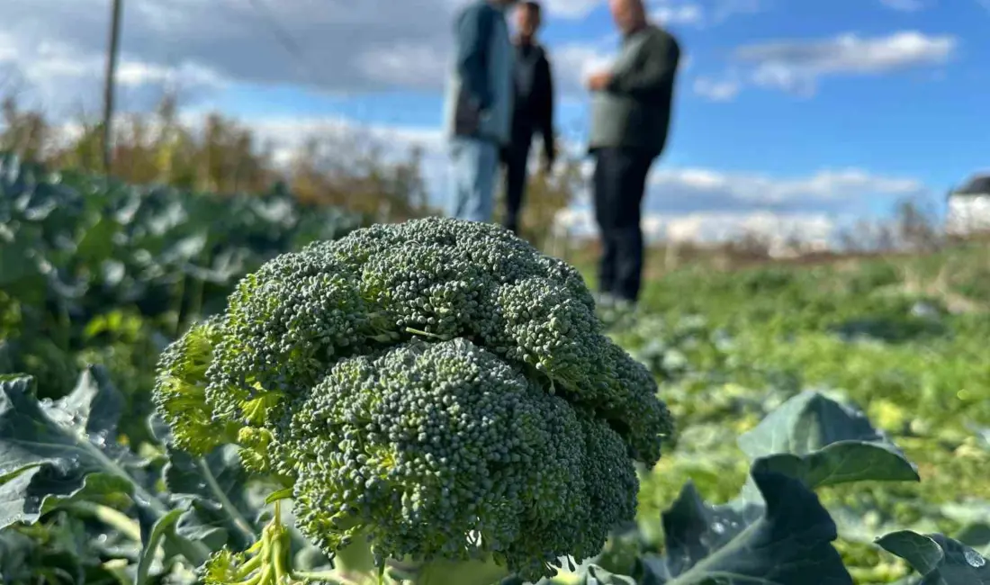 Bursa’nın İznik ilçesinde tarlada kilosu 10 ila 20 lira arasında