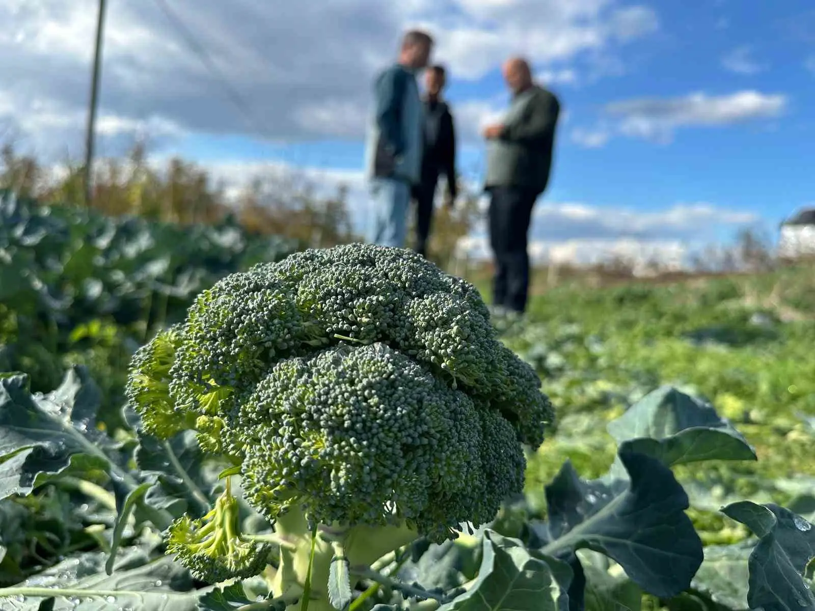 Bursa’nın İznik ilçesinde tarlada kilosu 10 ila 20 lira arasında