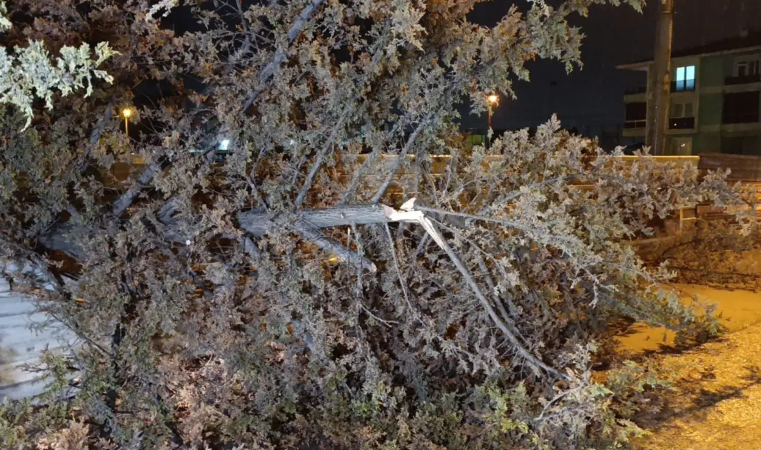 Bursa’nın İnegöl ilçesinde bir inşaat alanında bulunan ağaç, yağış ve