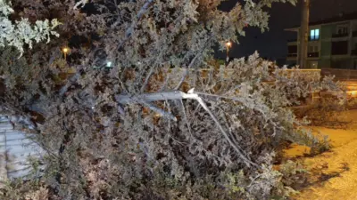 Bursa’nın İnegöl ilçesinde bir inşaat alanında bulunan ağaç, yağış ve