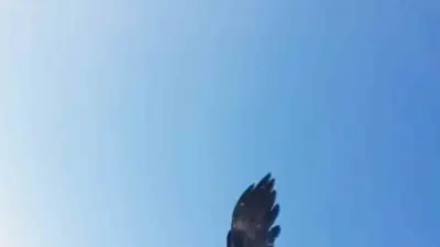 Tunceli’de bir kartal çekim yapan drona saldırdı. Dronu havada kapan