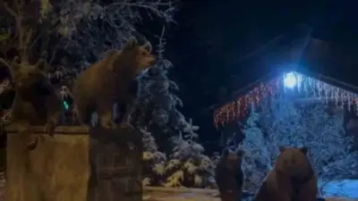 Bursa Uludağ’da yerleşim alanlarına inen ayılar, çöp konteynerlerinin üzerinde dolaştı.