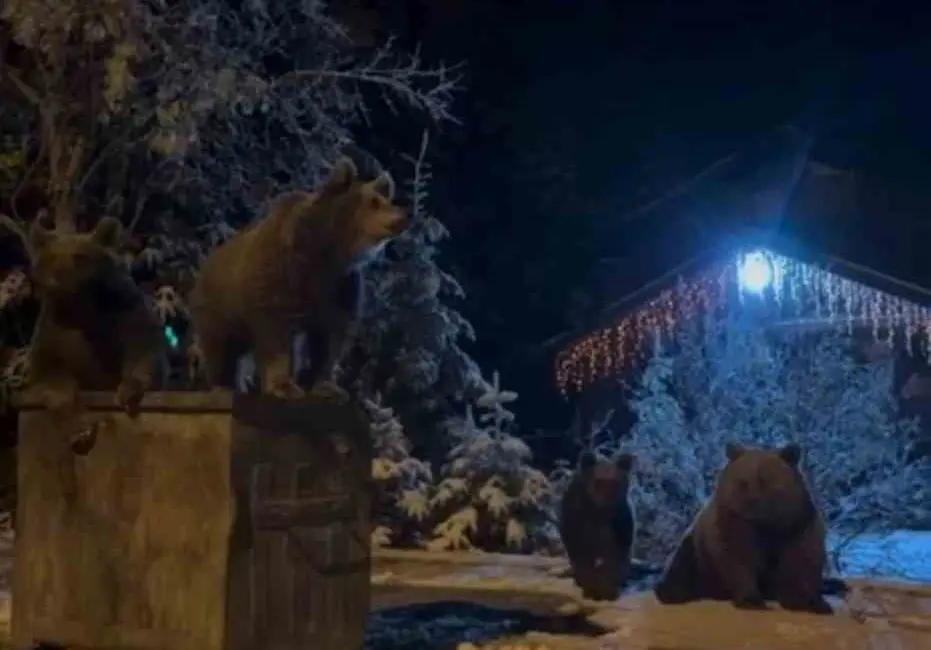 Bursa Uludağ’da yerleşim alanlarına inen ayılar, çöp konteynerlerinin üzerinde dolaştı.