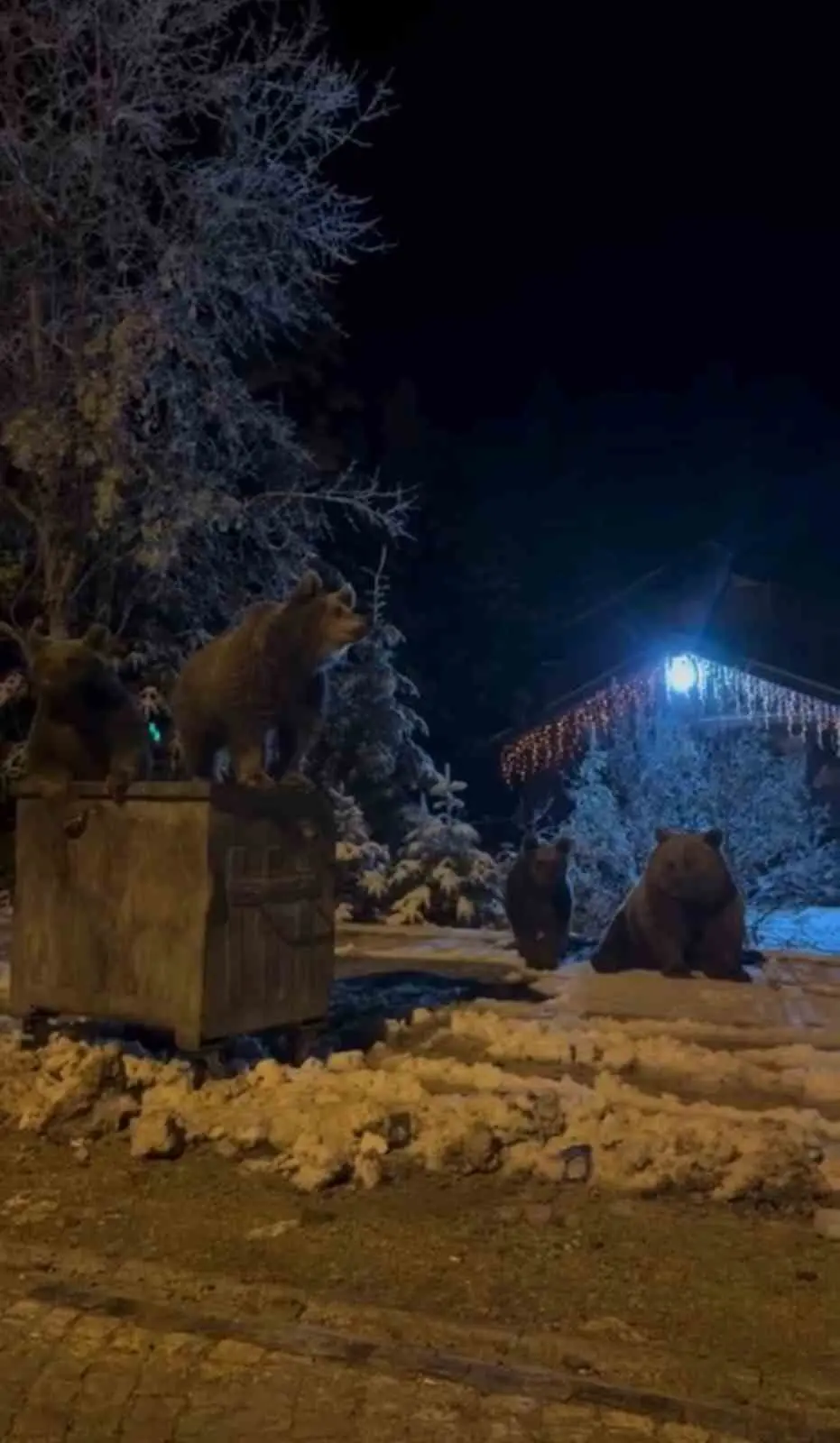 Bursa Uludağ’da yerleşim alanlarına inen ayılar, çöp konteynerlerinin üzerinde dolaştı.