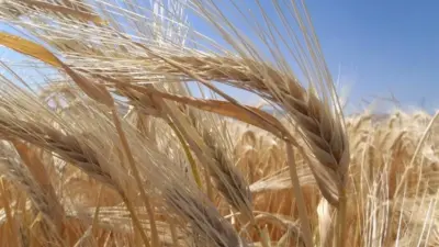 Toprak Mahsulleri Ofisi (TMO), Bursa, Konya, Kayseri, Tekirdağ, Diyarbakır, Çorum ve