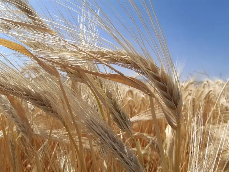 Toprak Mahsulleri Ofisi (TMO), Bursa, Konya, Kayseri, Tekirdağ, Diyarbakır, Çorum ve