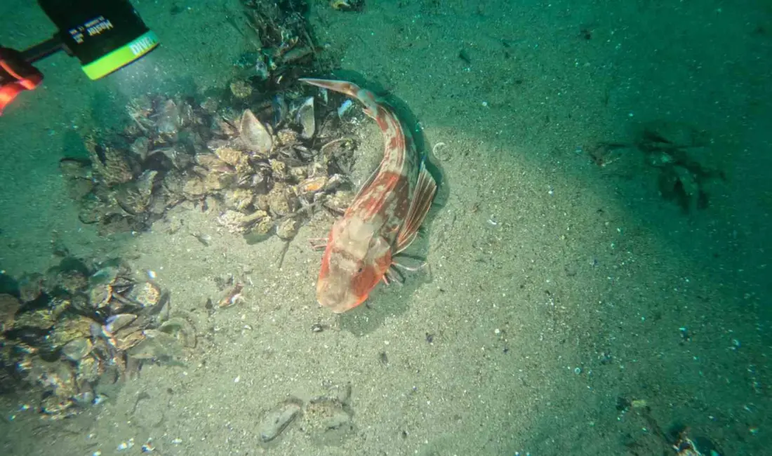 Marmara Denizi’nin ekolojik yapısını mercek altına alan Bursa Büyükşehir Belediyesi,