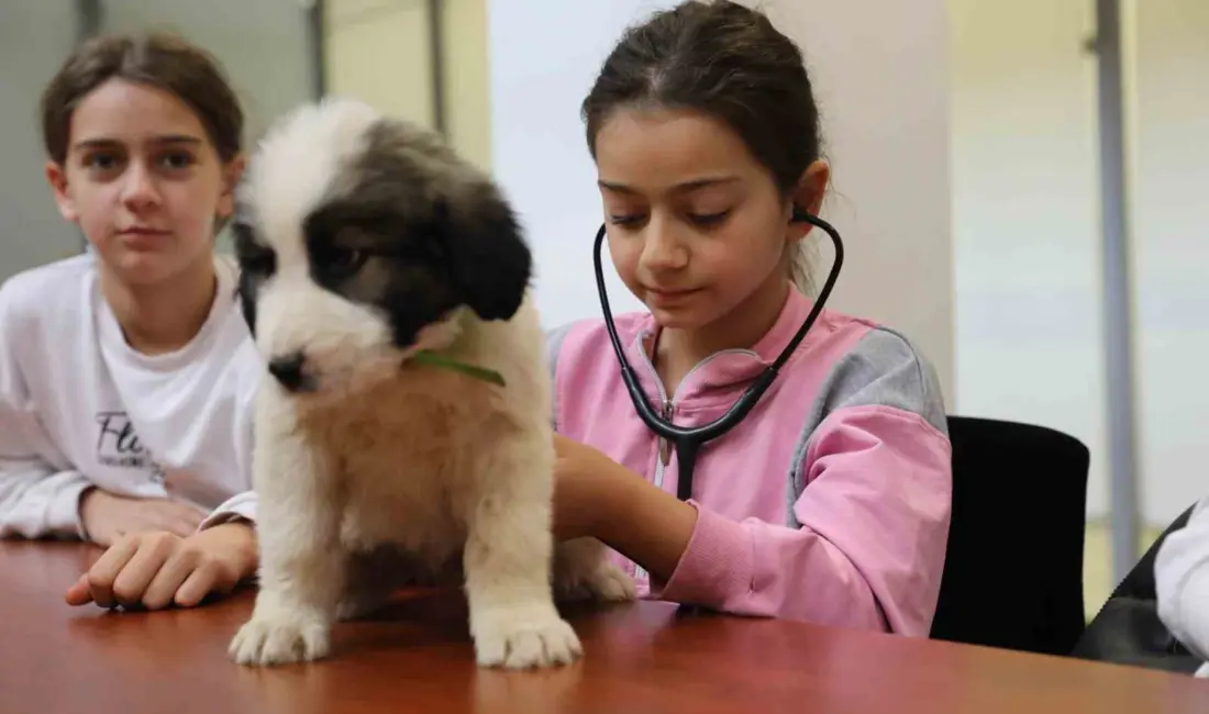 Bursa’da sokak hayvanlarına sahip çıkan, sağlık hizmetlerinden yuvalandırmaya kadar birçok