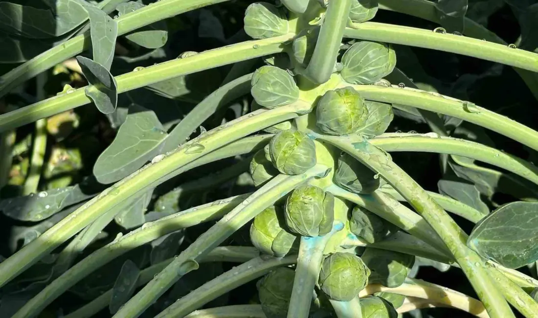 Türkiye’de Brüksel lahanası üretiminin önemli bölümünü karşılayan Bursa’nın İznik ilçesindeki