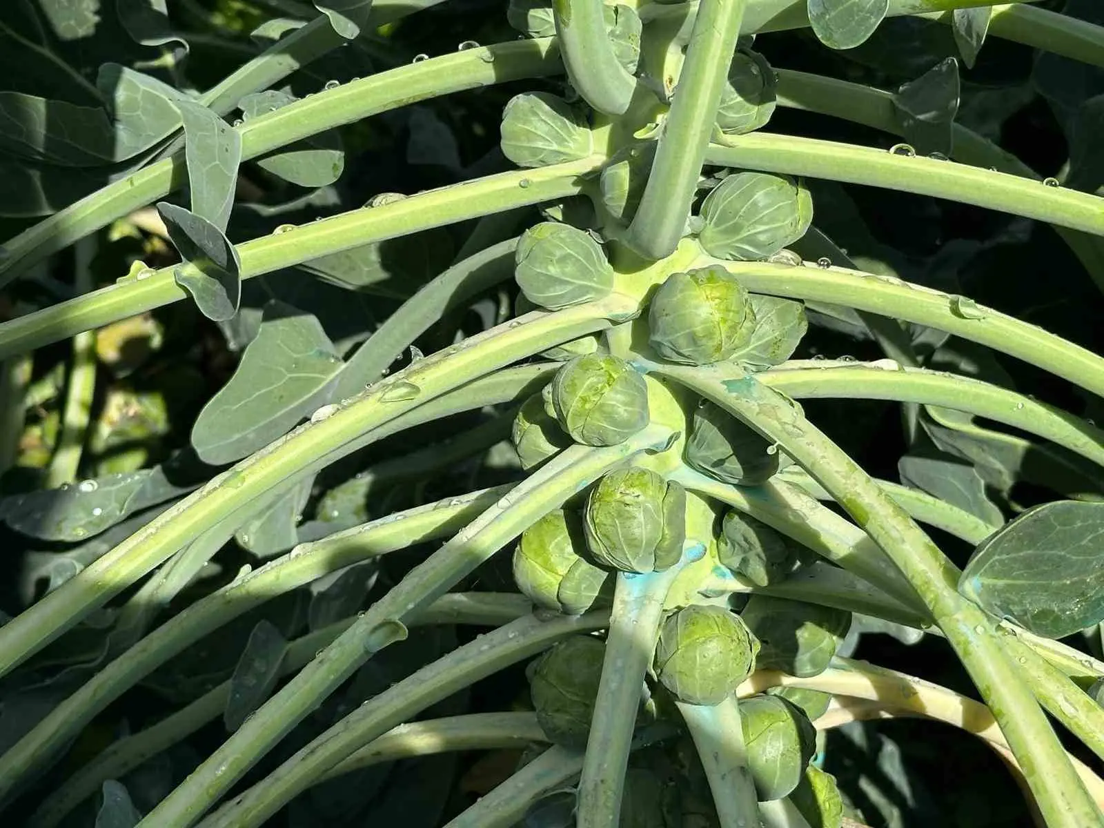 Türkiye’de Brüksel lahanası üretiminin önemli bölümünü karşılayan Bursa’nın İznik ilçesindeki