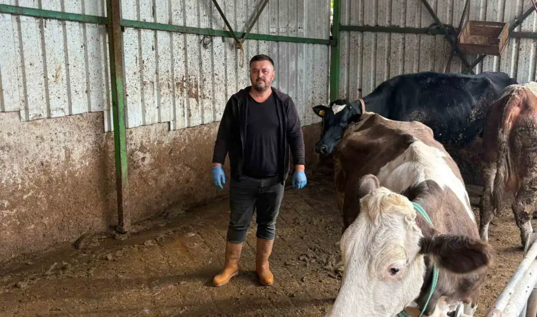 Bursa’nın Yenişehir ilçesinde hayvancılıkla uğraşan ve şap nedeniyle 1,5 milyon lira kaybı