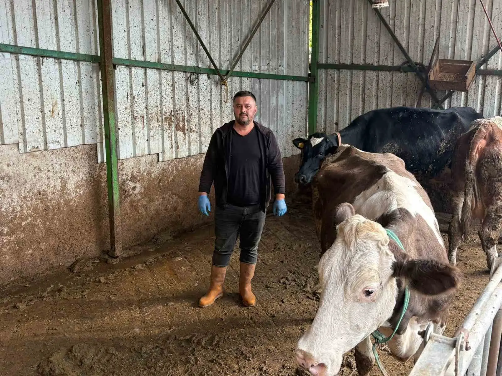 Bursa’nın Yenişehir ilçesinde hayvancılıkla uğraşan ve şap nedeniyle 1,5 milyon lira kaybı