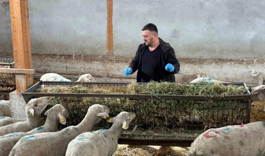 Bursa’nın Yenişehir ilçesinde hayvancılıkta derin yaralar bırakan şap hastalığı sönmeye başlarken, üreticiler yaşadıkları