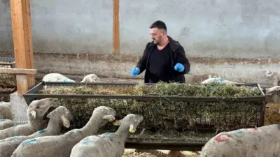Bursa’nın Yenişehir ilçesinde hayvancılıkta derin yaralar bırakan şap hastalığı sönmeye başlarken, üreticiler yaşadıkları
