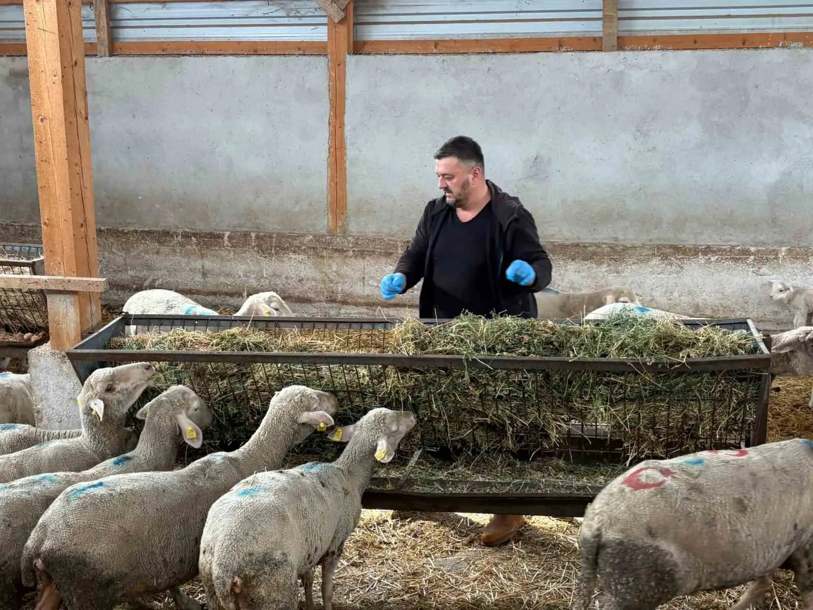 Bursa’nın Yenişehir ilçesinde hayvancılıkta derin yaralar bırakan şap hastalığı sönmeye başlarken, üreticiler yaşadıkları