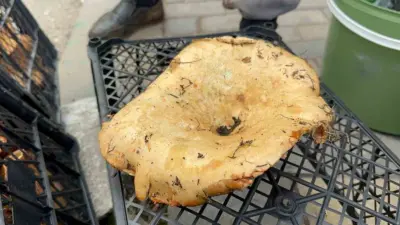 Bursa’nın dağ ilçelerinde yağmurdan sonra bollaşan kanlıca (melki) mantarının kilosu 100