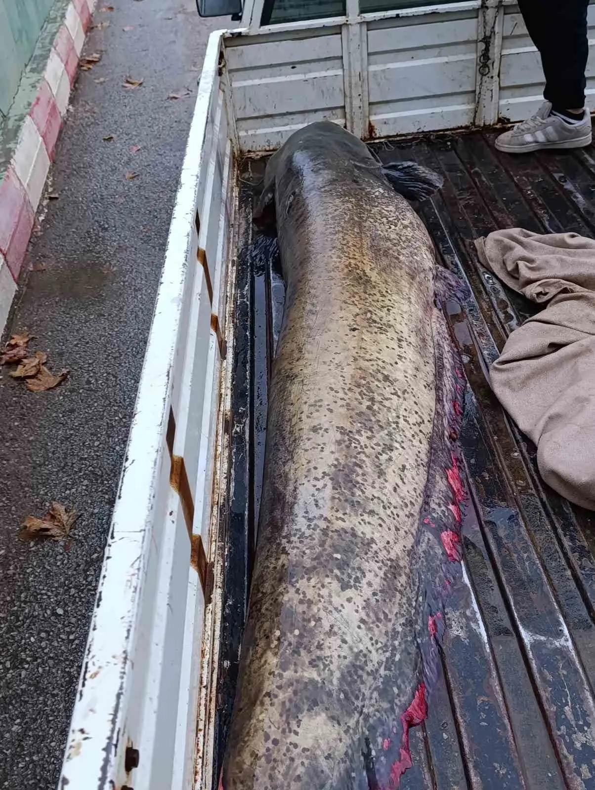 İznik’in Boyalıca Mahallesi’nde bir balıkçı tarafından yakalanan 65 kiloluk dev