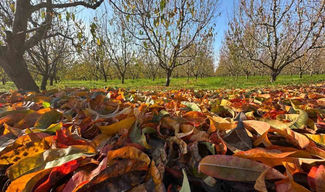 Zirai don ve kuraklık nedeniyle çok zor bir sezon geride kalırken